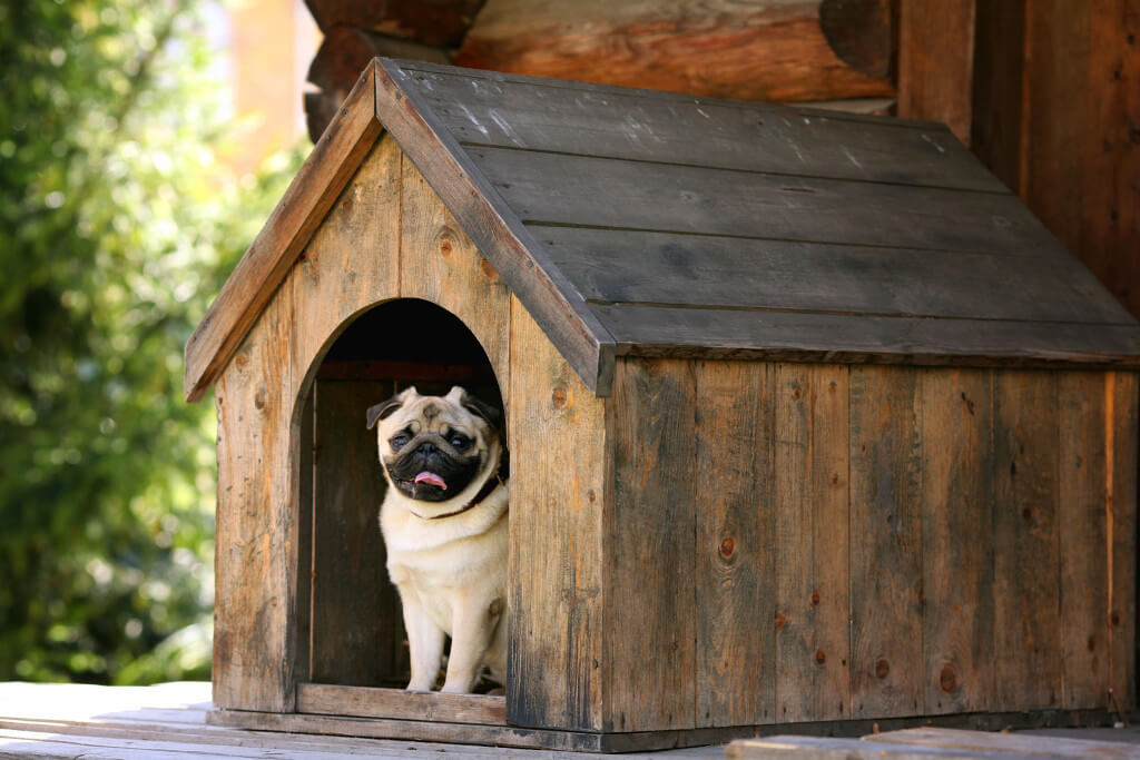 doghouse